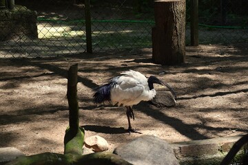 grey crowned crane