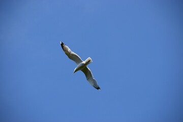 seagull in flight
