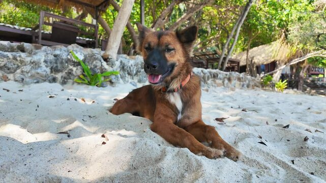 Happy brown dog with perked ears lounges on sandy beach under trees, enjoying a sunny tropical day