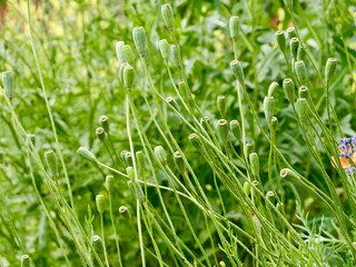 Flowers and fruits of the long-headed poppy (Papaver dubium) or blindeyes in the garden bed. Sweden