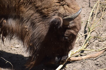 a bison in the national park in the united states, south dakota © MARIA – Nature