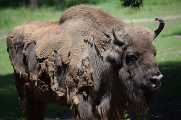a closeup shot of a bison in the park