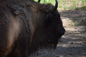 a closeup shot of a bison in the park © MARIA – Nature