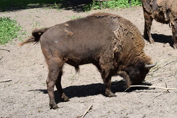 big black bison in the zoo in summer © MARIA – Nature