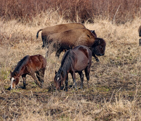 Wild Horses and Bison together 