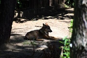 wolf in the zoo ..... © MARIA