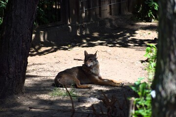 wolf in the zoo ...... © MARIA