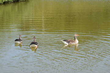 the duck is walking around in the park © MARIA
