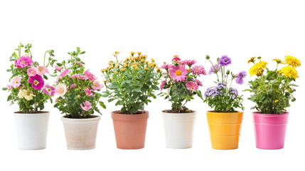 Colorful Flower Pots with Blooming Plants Displayed on White Background for Spring and Gardening Inspiration