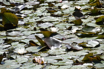 water lily on the lake