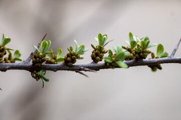 Close-up of a budding tree branch with fresh green leaves and unopened flower buds, symbolizing early spring and nature’s renewal. Blurred background adds depth and serenity.