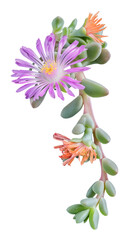 Beautiful blossoms of Ice Plant in bloom.isolated on transparent background