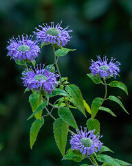 Wild bergamot flowers blooming in a meadow