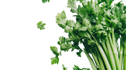 Fresh Green Celery Stalks with Crisp Leaves Isolated on Black Background for Culinary and Health Uses
