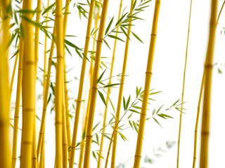 A vibrant yellow bamboo forest on a white background featuring tall golden stalks and slender leaves – perfect for botanical themes, nature-inspired designs, or eco-friendly visuals.