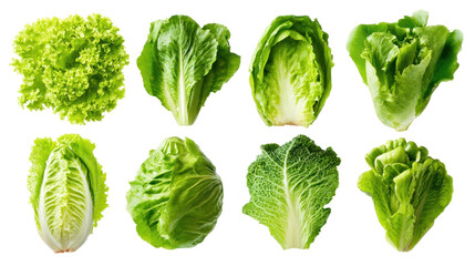 Diverse Varieties of Fresh Green Lettuce Displayed in a Beautiful Arrangement for Healthy Eating and Culinary Use