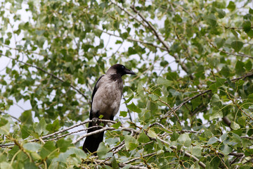 grey crow on a tree

