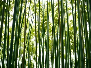 Fototapeta premium Close-up view of green bamboo stalks and fresh leaves against a clean white background, highlighting natural plant textures – ideal for botanical, wellness, and eco-themed designs.
