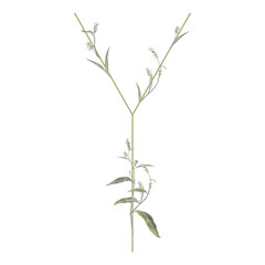 Capital letter Y with floral motifs. Botanical alphabet with herbs and wildflowers. Blooming green branches of Polygonum plant. Knotweed or Smartweed flower. Isolated on white background.