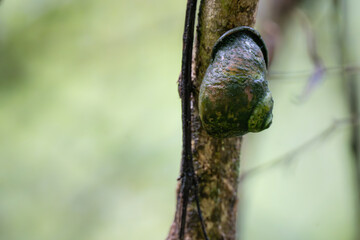 Snail on Tree Branch, Macro Close-Up