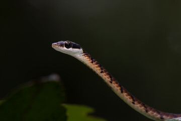 Snake non venom on tree, Night macro photography