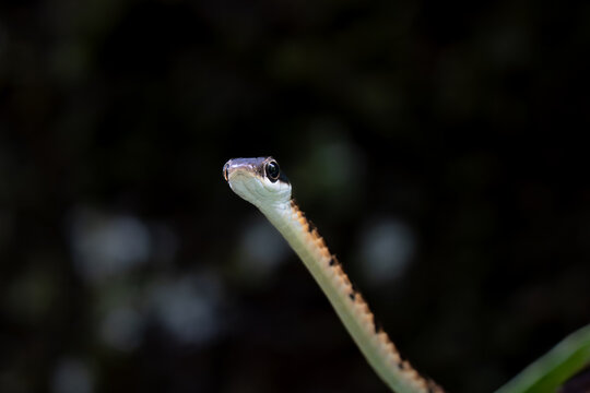 Snake non venom on tree, Night macro photography