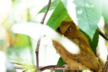 A selective focus shot ofserendib scops owl  bird perched on a tree branch