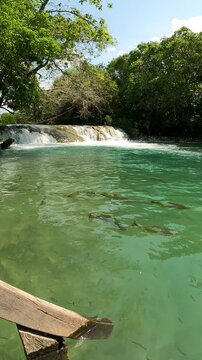 Waterfall in river with blue water with many tropical fish piraputanga (Brycon hilarii) in Bonito, Mato Grosso do Sul, Brazil