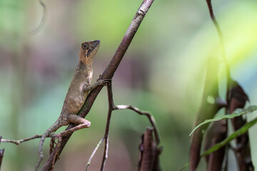 closeup shot of a oriental garden lizard in nature