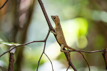 closeup shot of a oriental garden lizard in nature