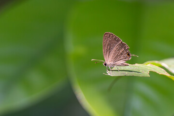 Beautiful Butterfly hanging on branch 