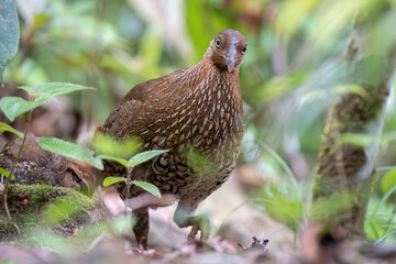 A closeup shot of a  female Sri Lankan junglefowl