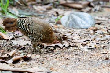 A closeup shot of a  female Sri Lankan junglefowl