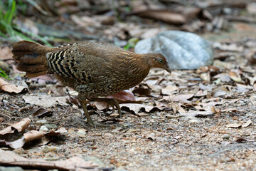 A closeup shot of a  female Sri Lankan junglefowl