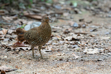 A closeup shot of a  female Sri Lankan junglefowl
