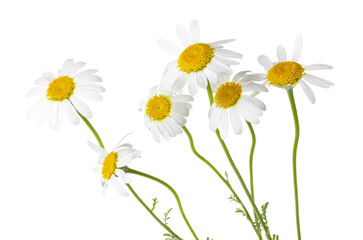 Many beautiful chamomile flowers isolated on white