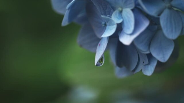 雨の日に青く咲く紫陽花の花びら