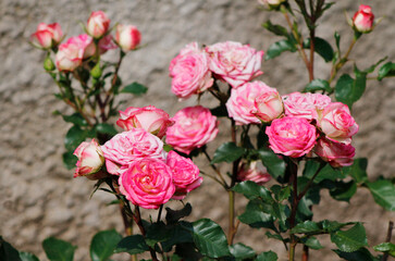 pink roses on a bush