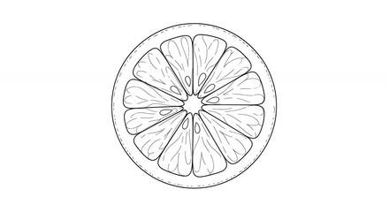 Line drawing citrus slice illustration