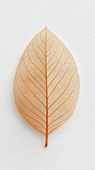 Transparent leaf skeleton with detailed veins on white background