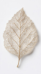 Delicate leaf skeleton with intricate vein pattern white background