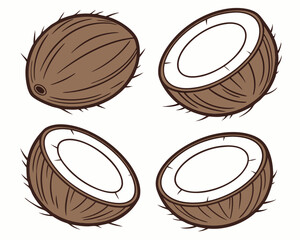 Vector illustration of whole coconut and coconut halves isolated on white background. Coconut, Coconuts, Fruit, Healthy.