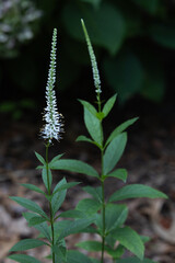Culver's root
