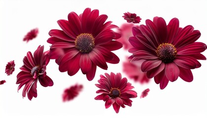 burgundy daisies falling on white isolated background levitation