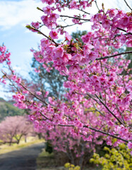 静岡県賀茂郡南伊豆町　青野川沿いの河津桜