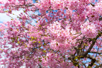 Fototapeta premium 静岡県賀茂郡南伊豆町 青野川沿いの河津桜