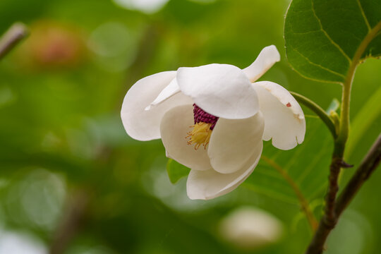 Close-up photo of white Korean mountain magnolia (Magnolia sieboldii K.Koch) flowers blooming in spring