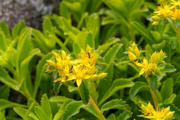 Close-up photo of yellow blooming Aizoon stonecrop (Sedum kamtschaticum) flowers in spring