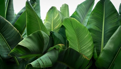 lush green banana plant leaves wallpaper with tropical vibes and natural background