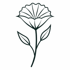 chicory flower on white background